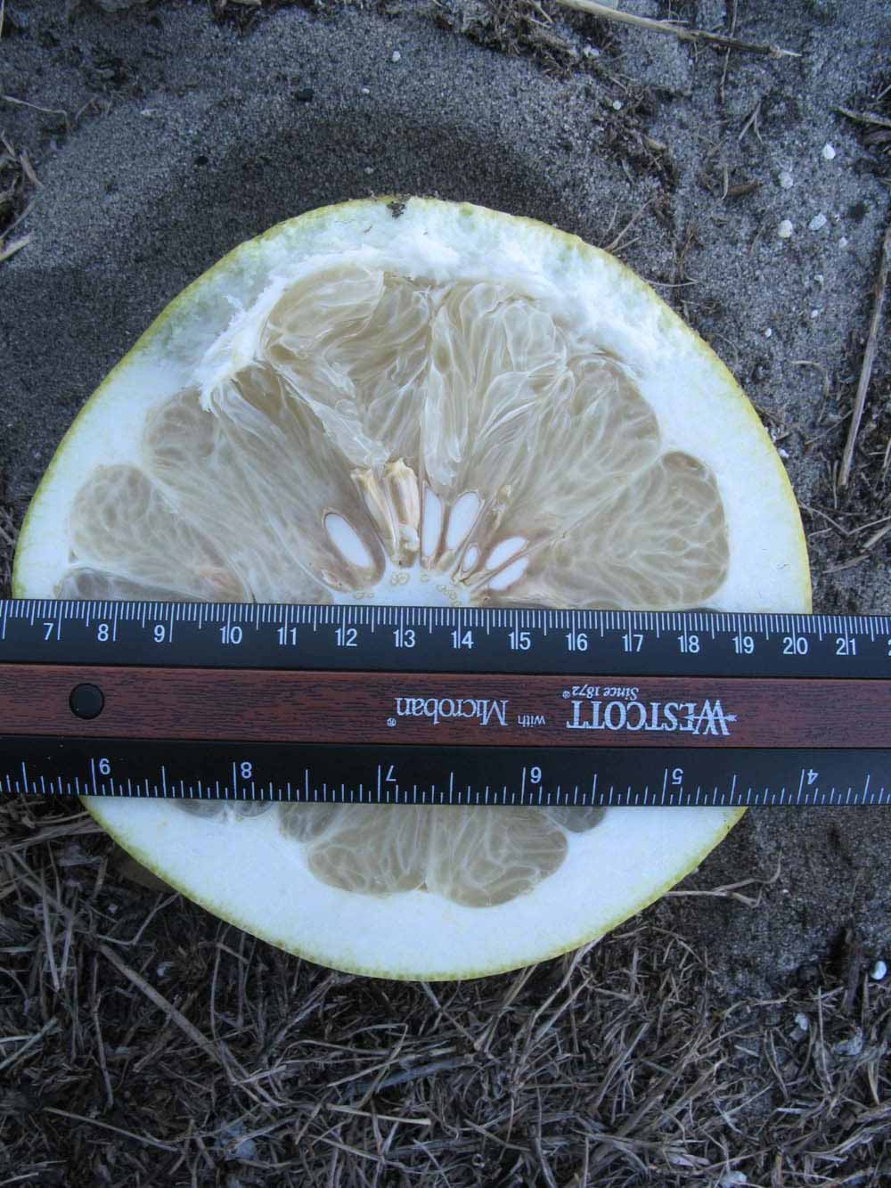              Fruit cross-section (Winter Haven, FL)       